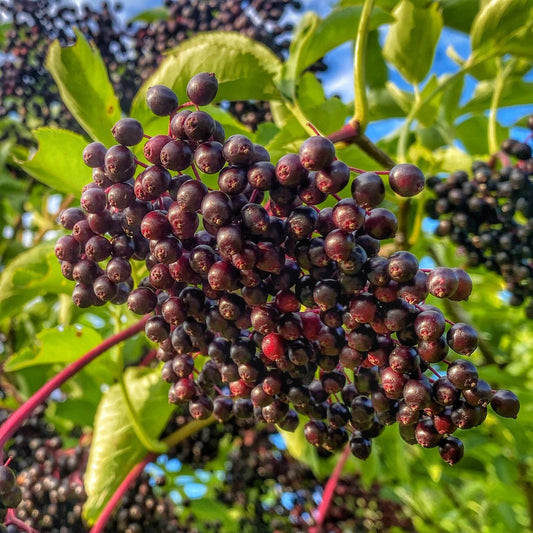 Frozen Elderberries