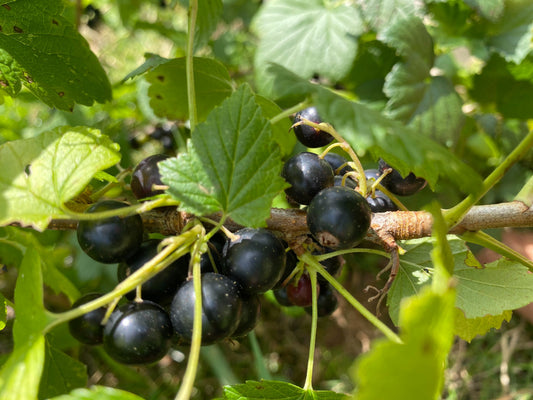 Frozen Black Currents