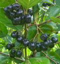 Frozen Aronia Berries