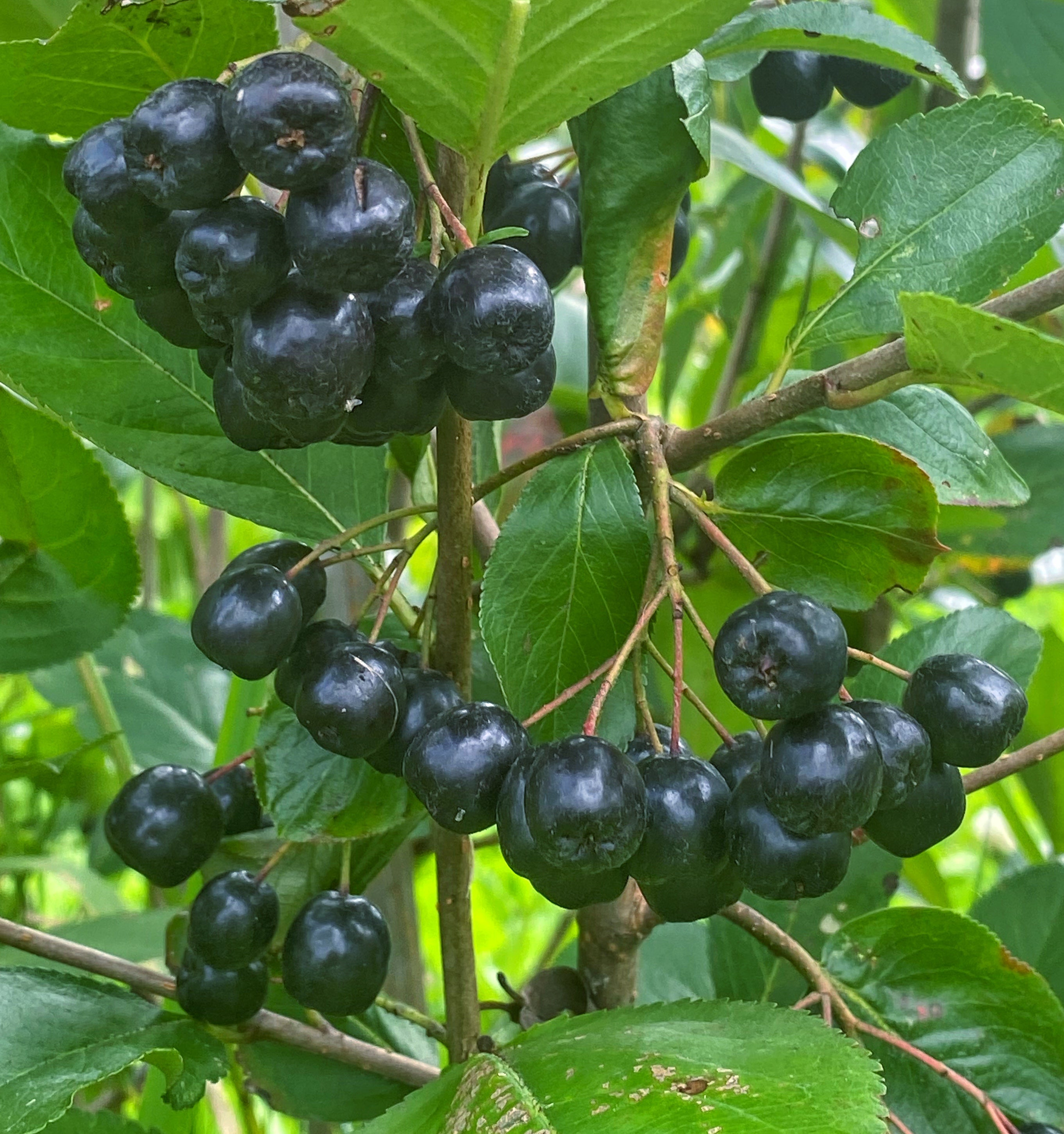 Frozen Aronia Berries
