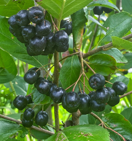 Frozen Aronia Berries
