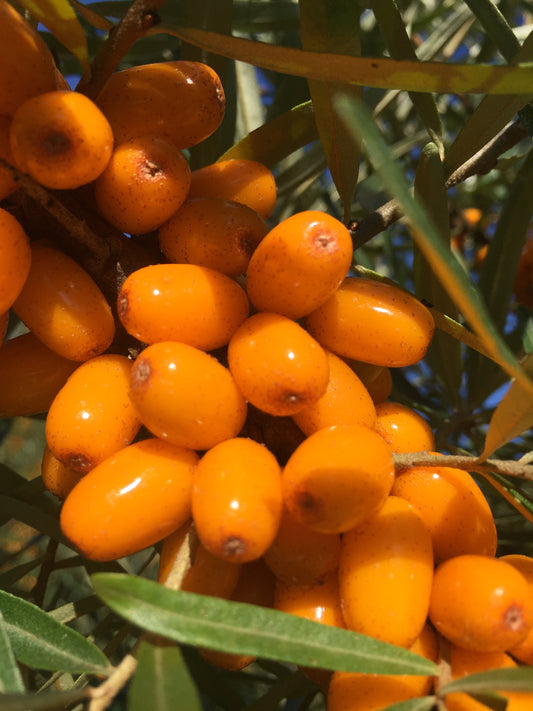 Frozen Sea Buckthorn Berries